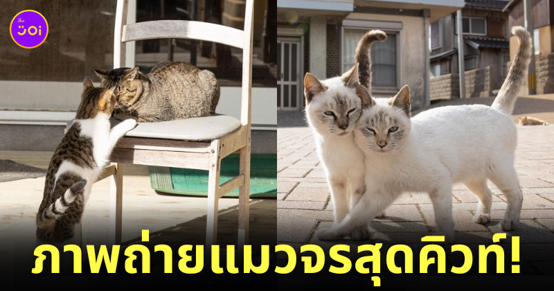 ภาพแมวจรจัด ช่างภาพชาวญี่ปุ่น Masayuki Oki