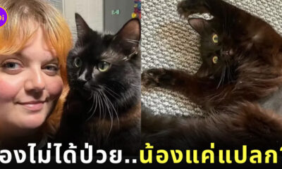 แมวป่วย รักษาหลักแสน แมวแปลก