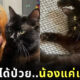 แมวป่วย รักษาหลักแสน แมวแปลก