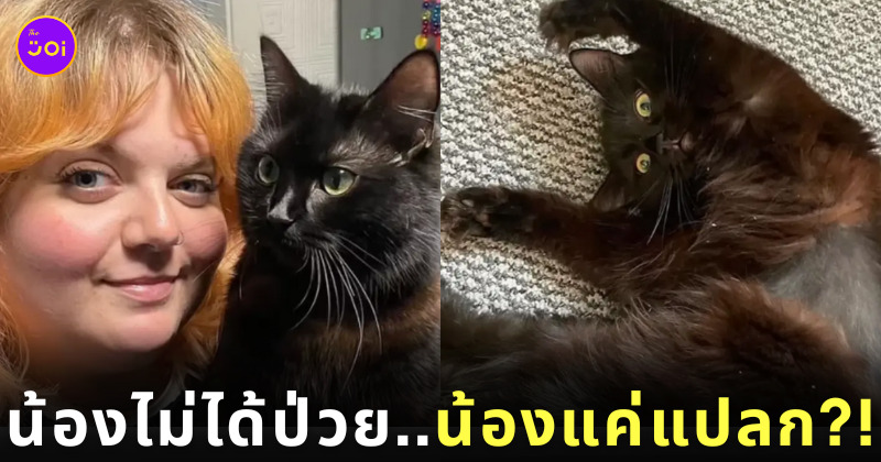 แมวป่วย รักษาหลักแสน แมวแปลก