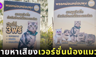 ป้ายนโยบายหาเสียง แมว พิษณุโลก