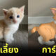 ภาพสัตว์เลี้ยง ตัวการ์ตูนดิสนีย์
