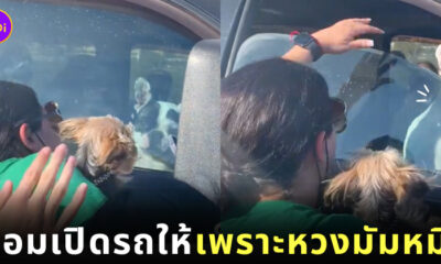TikTok คลิปหมาล็อครถ