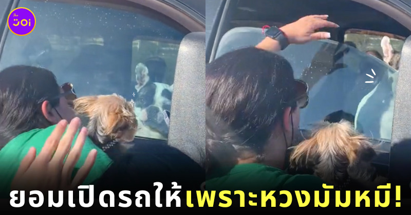 TikTok คลิปหมาล็อครถ