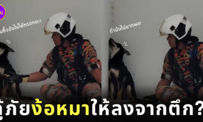 กู้ภัยมาเลเซีย ช่วยน้องหมาติดบนตึก