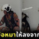กู้ภัยมาเลเซีย ช่วยน้องหมาติดบนตึก