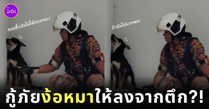กู้ภัยมาเลเซีย ช่วยน้องหมาติดบนตึก