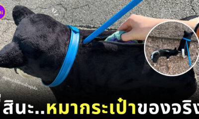 หมากระเป๋า กระเป๋าหมา สุนัขชิบะสีดำ