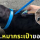 หมากระเป๋า กระเป๋าหมา สุนัขชิบะสีดำ