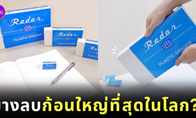 ยางลบยักษ์ Seed