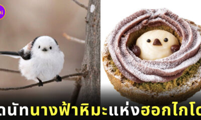 โดนัทนกชิมะเอะนากะ Krispy Kreme ฮอกไกโด