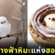 โดนัทนกชิมะเอะนากะ Krispy Kreme ฮอกไกโด