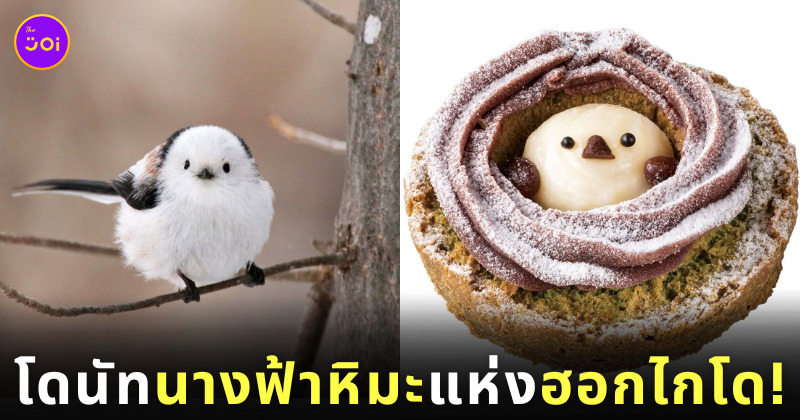 โดนัทนกชิมะเอะนากะ Krispy Kreme ฮอกไกโด