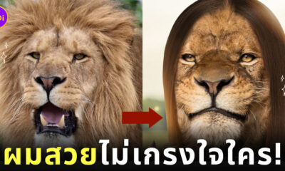 สิงโตผมตรง แชมพูหอมเกศ แม่หญิงลี