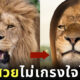 สิงโตผมตรง แชมพูหอมเกศ แม่หญิงลี