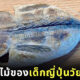 เด็กญี่ปุ่น 8 ขวบ แกะสลักไม้ ปลาย่าง