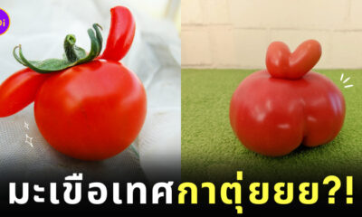 มะเขือเทศรูปกระต่าย ญี่ปุ่น