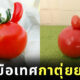 มะเขือเทศรูปกระต่าย ญี่ปุ่น