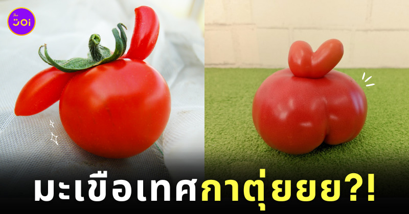 มะเขือเทศรูปกระต่าย ญี่ปุ่น