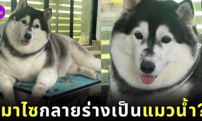 หมาไซเหมือนแมวน้ำอุ๋ง