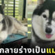 หมาไซเหมือนแมวน้ำอุ๋ง