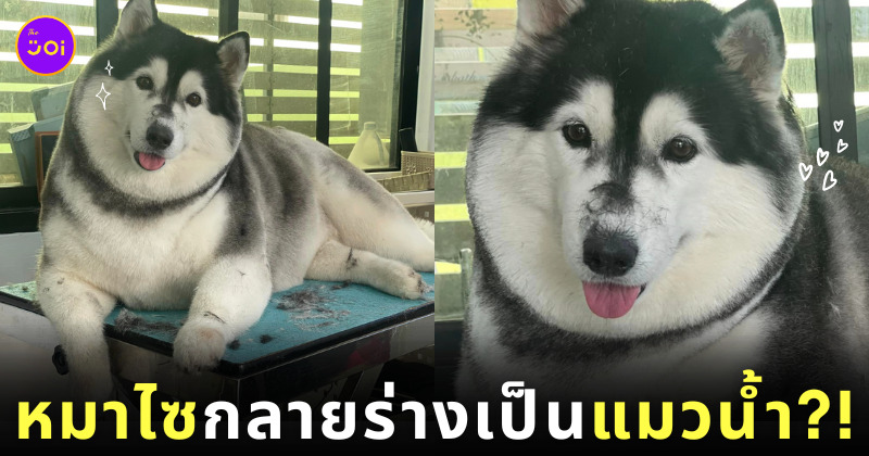 หมาไซเหมือนแมวน้ำอุ๋ง