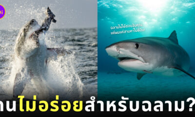 ฉลามมันชอบงับคุณ ฉลาม ไม่กินคน อาหาร ไม่อร่อย