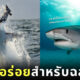 ฉลามมันชอบงับคุณ ฉลาม ไม่กินคน อาหาร ไม่อร่อย
