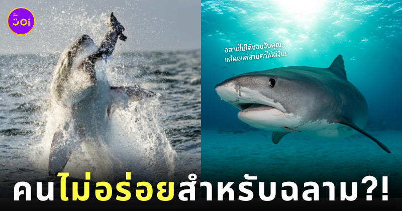 ฉลามมันชอบงับคุณ ฉลาม ไม่กินคน อาหาร ไม่อร่อย