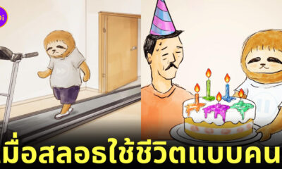 ภาพสลอธใช้ชีวิตแบบมนุษย์