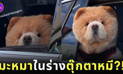 ตุ๊กตาหมีเท็ดดี้แบร์ Ted นั่งรถ เปิดหน้าต่าง หมา สุนัขเชาเชา