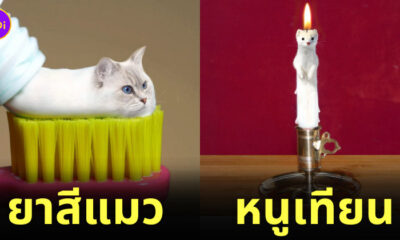 ภาพตัดต่อสัตว์ทุกชนิดผสมเข้ากับสิ่งของต่าง ๆ