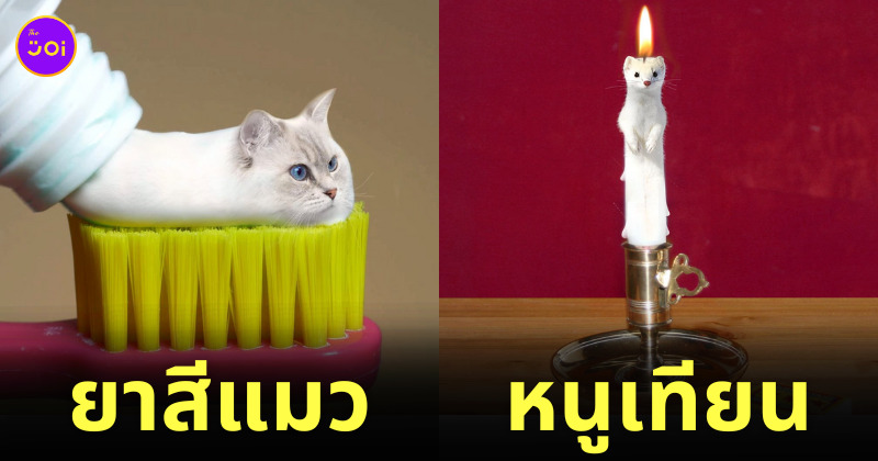 ภาพตัดต่อสัตว์ทุกชนิดผสมเข้ากับสิ่งของต่าง ๆ