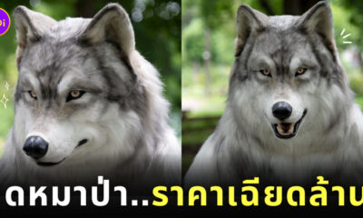 คนญี่ปุ่นอยากเป็นหมาป่า