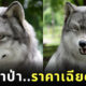 คนญี่ปุ่นอยากเป็นหมาป่า