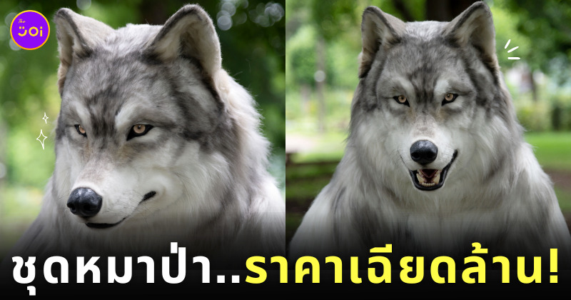 คนญี่ปุ่นอยากเป็นหมาป่า