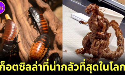ชาวเน็ตแห่แชร์ภาพก็อตซิลล่าที่น่ากลัวที่สุดในชีวิต ทำจากเปลือกแมลงสาบ!