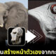 ส่อง 23 ภาพเมื่อมนุษย์ต่างดาวสร้างตัวเองจากกะโหลกสัตว์ขึ้นมาใหม่ หน้าตาของมันจะชวนอึ้งหรือทึ่ง?