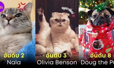 เผย 10 อันดับสัตว์เลี้ยงที่รวยที่สุดในโลก มีน้องแมวของ เทเลอร์ สวิตฟต์ (Taylor Swift) ด้วย