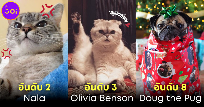 เผย 10 อันดับสัตว์เลี้ยงที่รวยที่สุดในโลก มีน้องแมวของ เทเลอร์ สวิตฟต์ (Taylor Swift) ด้วย