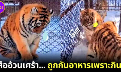 ชาวเน็ตจีนเอ็นดูเสืออ้วนน้อยกินจุ จนถูกเพื่อนกีดกันอาหาร