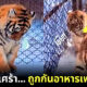 ชาวเน็ตจีนเอ็นดูเสืออ้วนน้อยกินจุ จนถูกเพื่อนกีดกันอาหาร