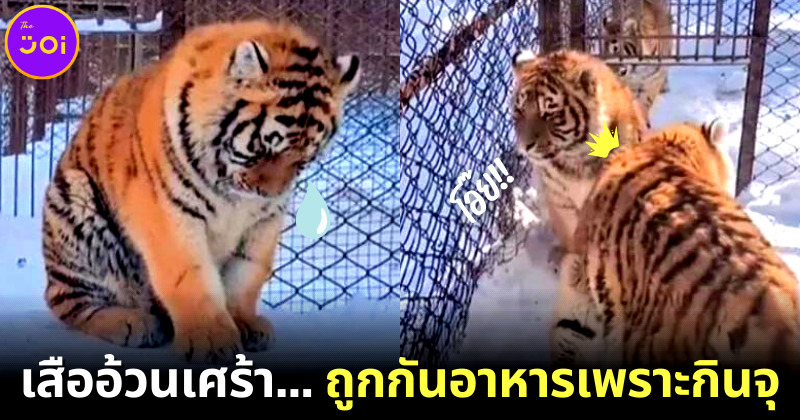 ชาวเน็ตจีนเอ็นดูเสืออ้วนน้อยกินจุ จนถูกเพื่อนกีดกันอาหาร