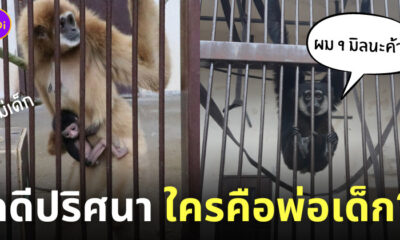 สวนสัตว์ญี่ปุ่น ชะนีท้องกับใคร
