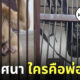 สวนสัตว์ญี่ปุ่น ชะนีท้องกับใคร