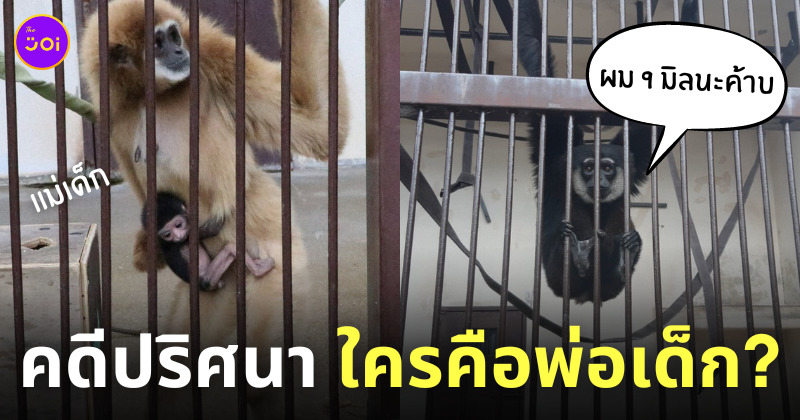 สวนสัตว์ญี่ปุ่น ชะนีท้องกับใคร