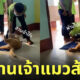 ด่านแมวส้ม นักเรียนเข้าห้องเรียน