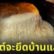 หมักแป้งขนมปัง ลืม