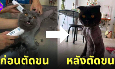 แมวโดนตัดขน