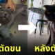 แมวโดนตัดขน